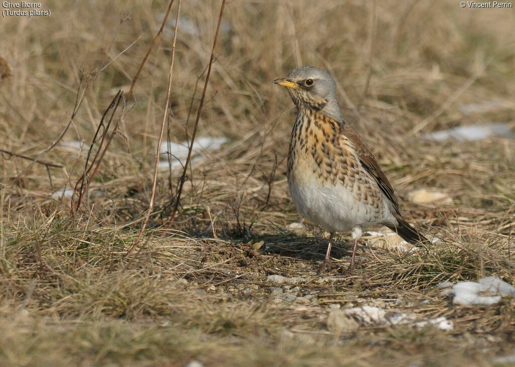 Fieldfare