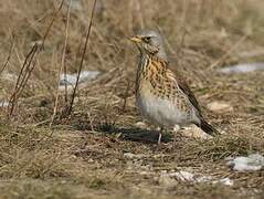 Fieldfare