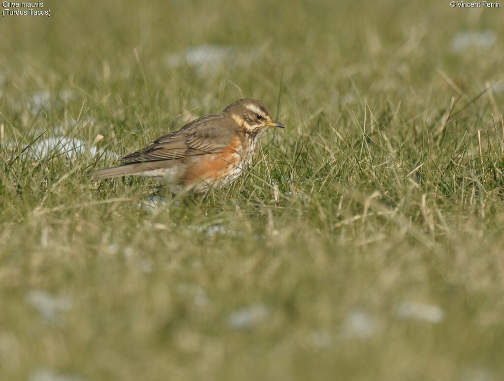 Redwing