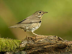 Song Thrush