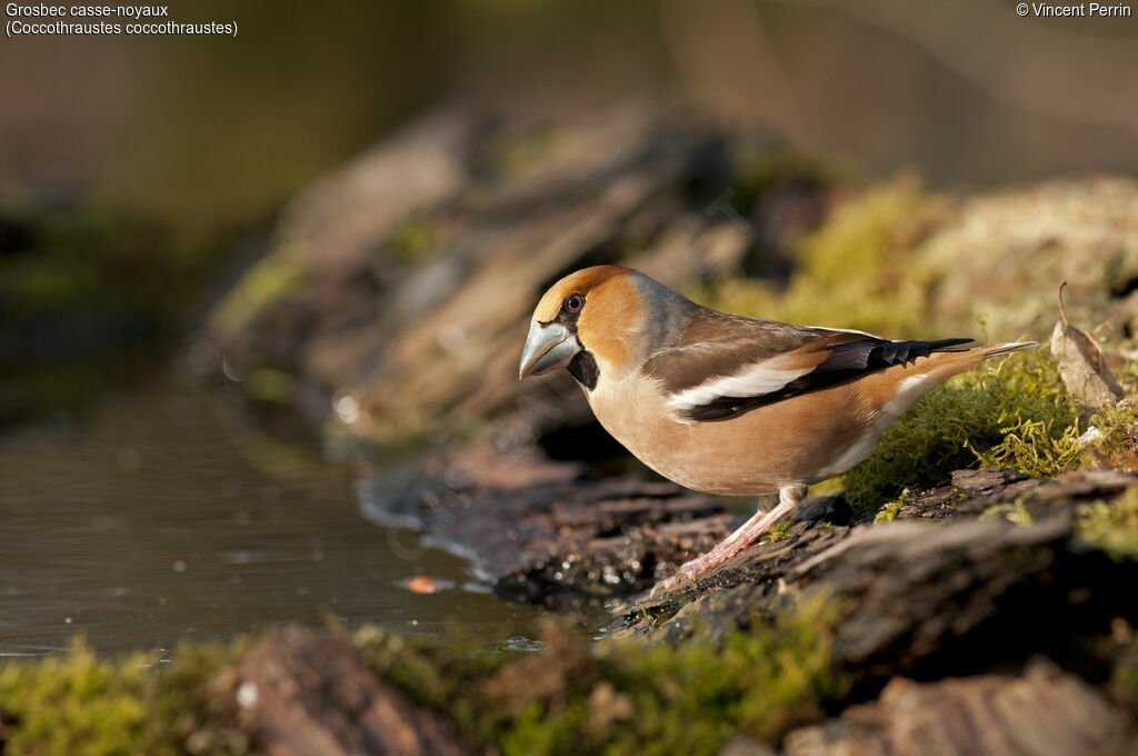 Hawfinch female adult