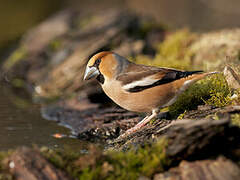 Hawfinch