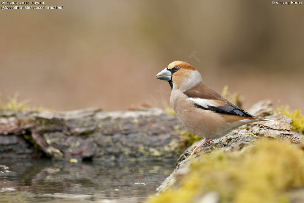 Hawfinch male adult