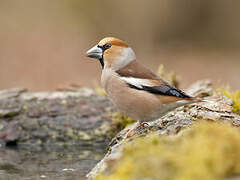 Hawfinch