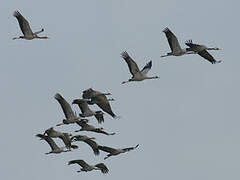 Common Crane