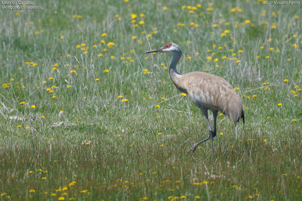 Grue du Canadaadulte