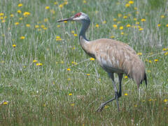 Sandhill Crane