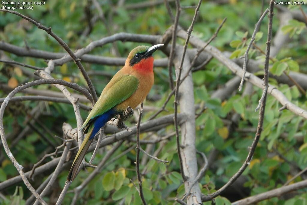 Red-throated Bee-eater