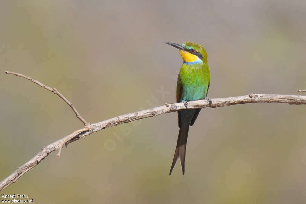 Swallow-tailed Bee-eateradult