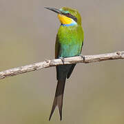 Swallow-tailed Bee-eater