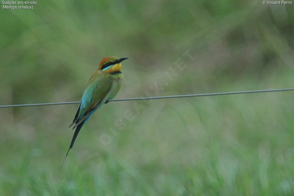 Rainbow Bee-eater male adult