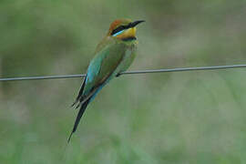 Rainbow Bee-eater