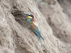 European Bee-eater