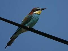 European Bee-eater