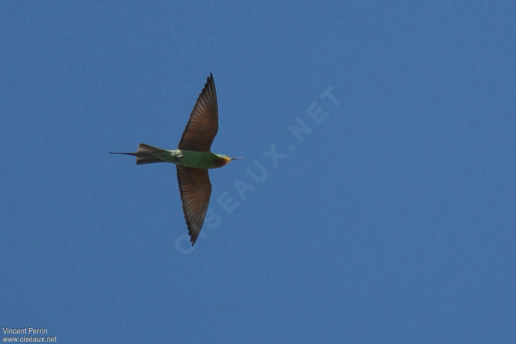 Blue-cheeked Bee-eateradult, Flight