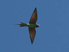 Blue-cheeked Bee-eater