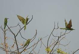 Blue-cheeked Bee-eater