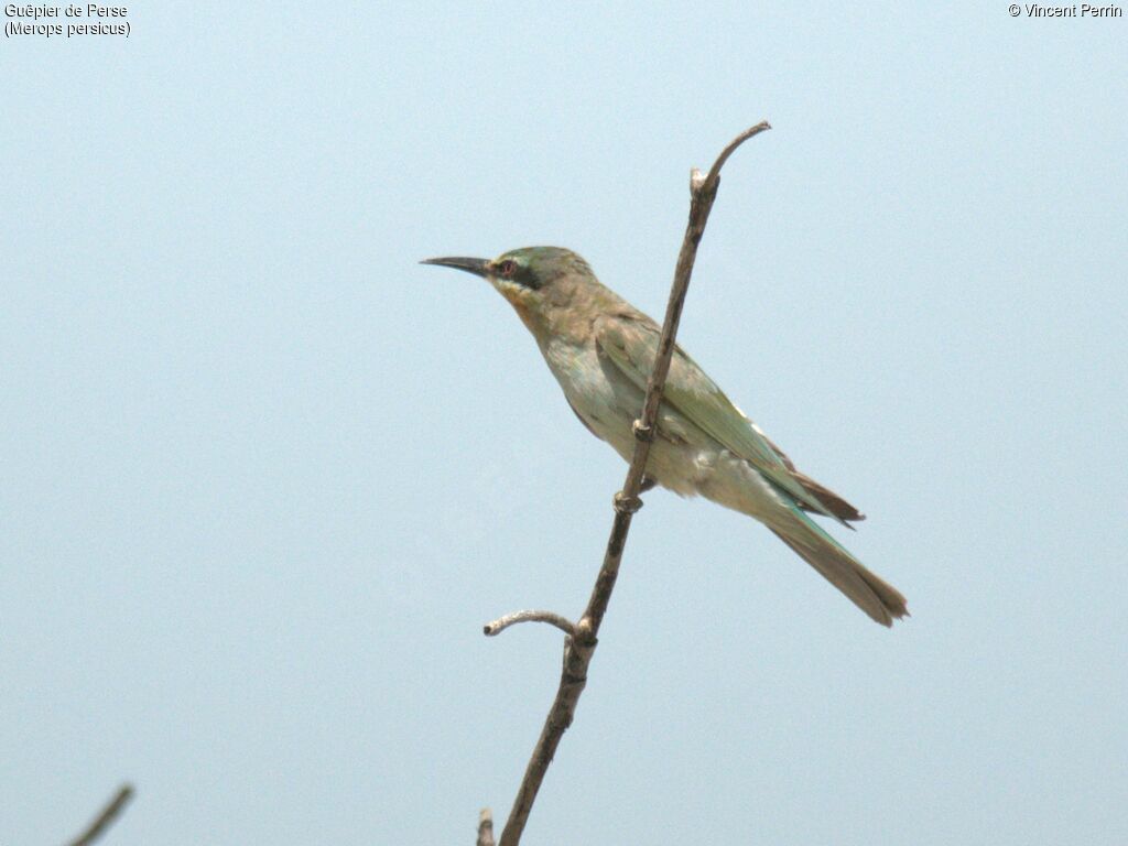 Blue-cheeked Bee-eater