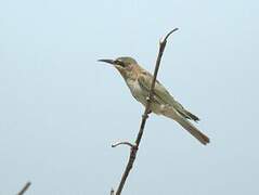 Blue-cheeked Bee-eater