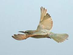 Blue-cheeked Bee-eater