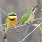 Little Bee-eater