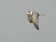 White-winged Tern