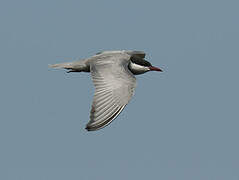 Whiskered Tern