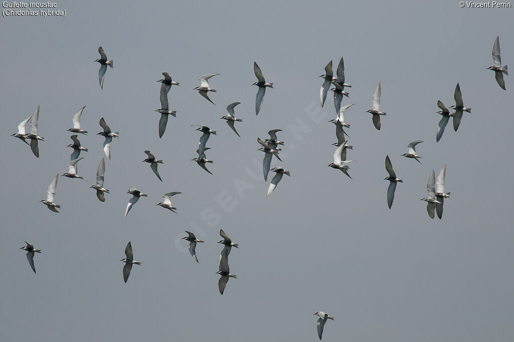 Whiskered Tern