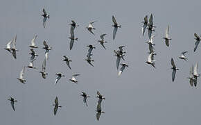 Whiskered Tern