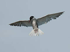 Whiskered Tern