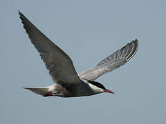 Whiskered Tern