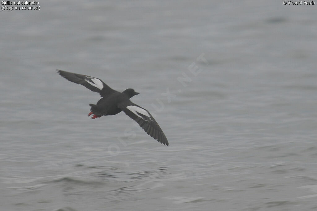 Pigeon Guillemotadult