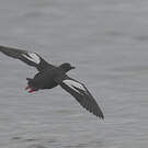 Guillemot colombin