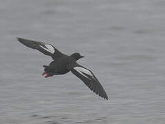 Pigeon Guillemot