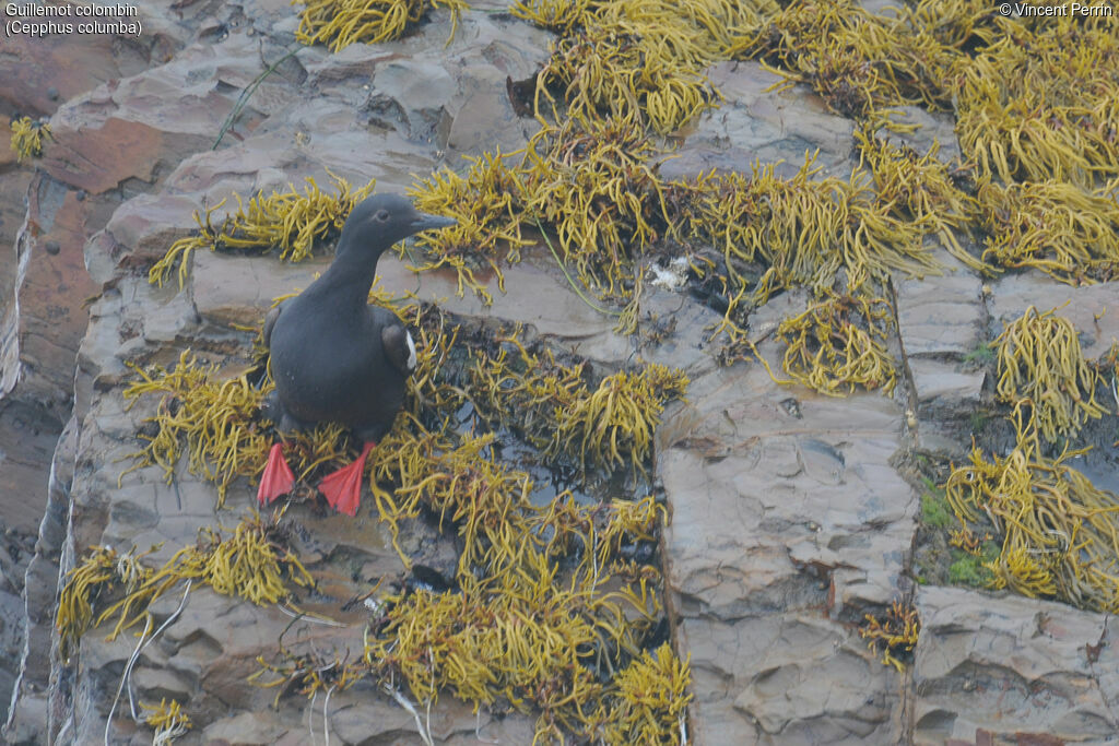 Guillemot colombinadulte