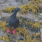 Guillemot colombin