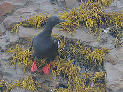 Pigeon Guillemot