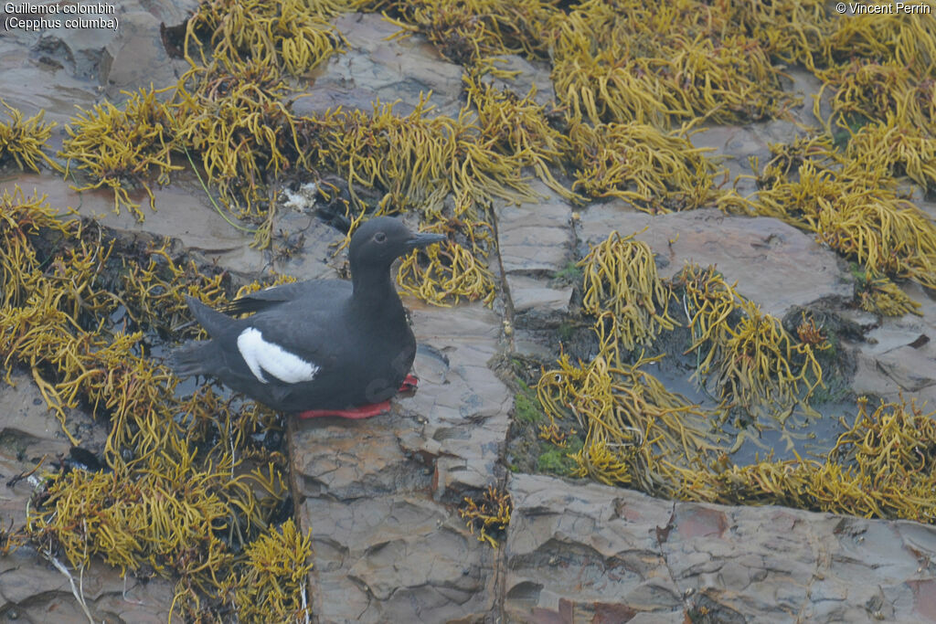 Guillemot colombinadulte