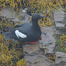 Guillemot colombin