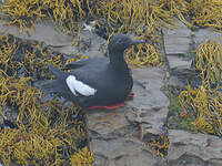 Guillemot colombin