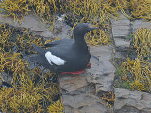 Guillemot colombin