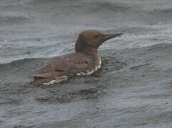 Common Murre