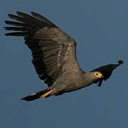 African Harrier-Hawk