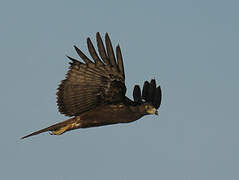 African Harrier-Hawk