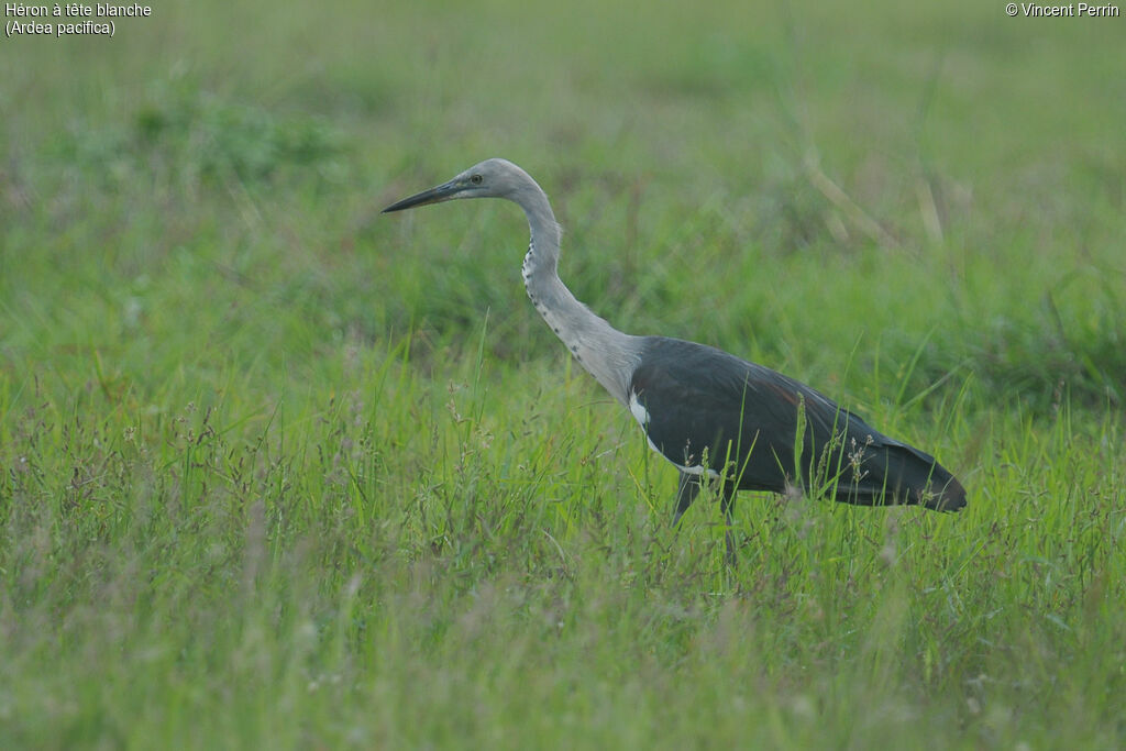 White-necked Heronjuvenile