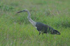 White-necked Heron