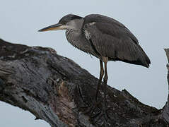 Grey Heron