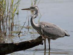 Grey Heron