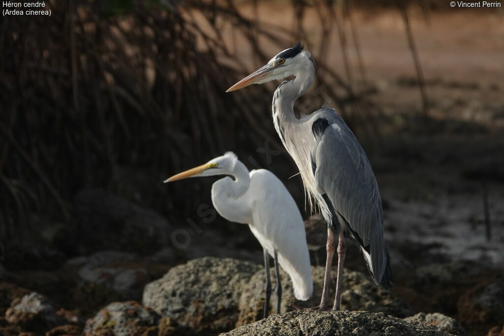 Grey Heron