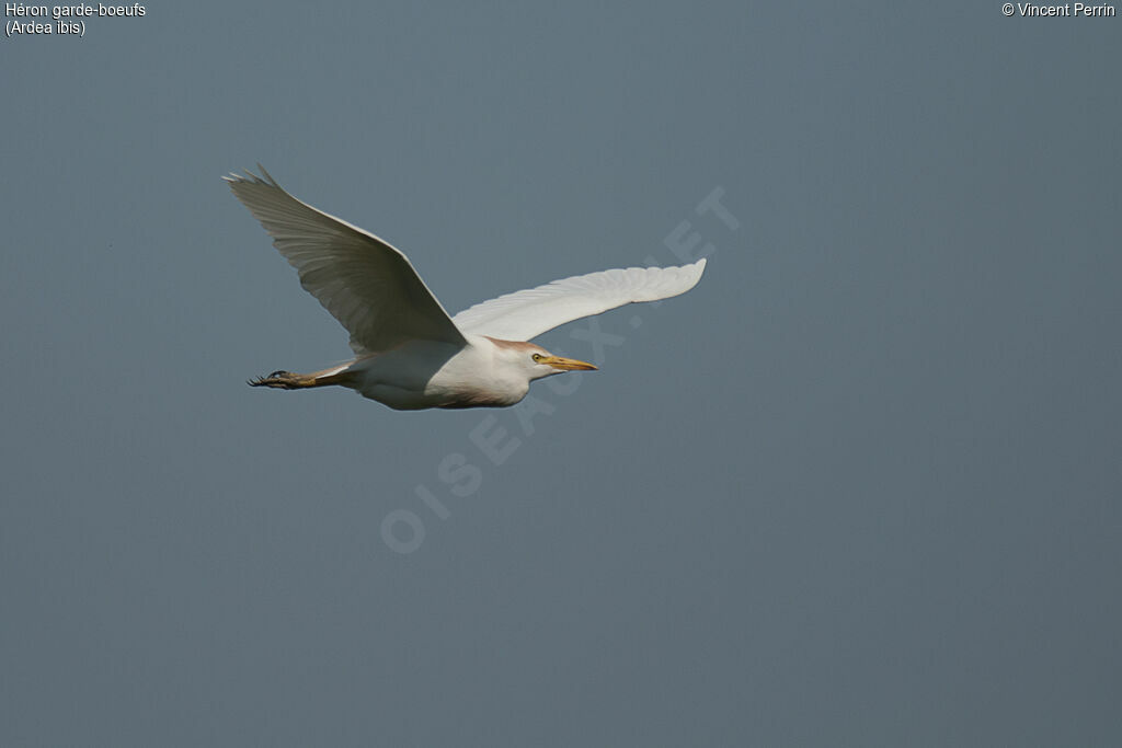 Western Cattle Egretadult, Flight